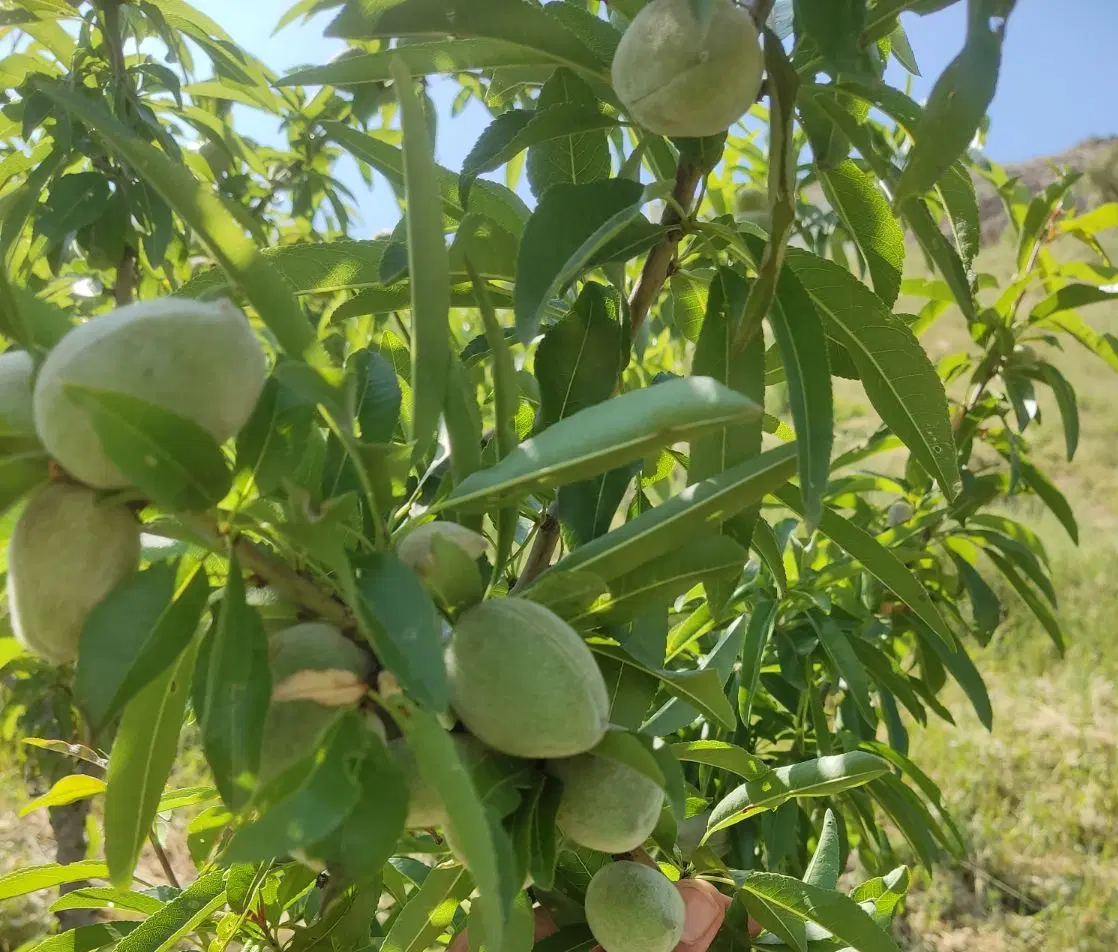باغ جاده قدیم سند دار