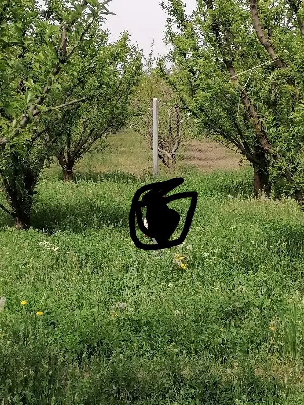باغچه  جاده روستای برگشاد