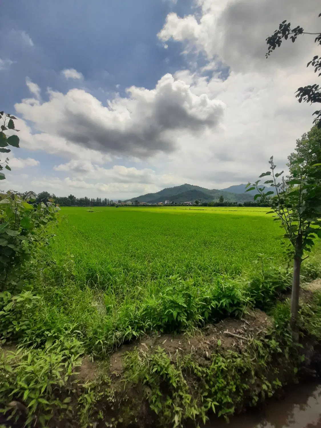 زمین دوکله واقع در کوی دارایی