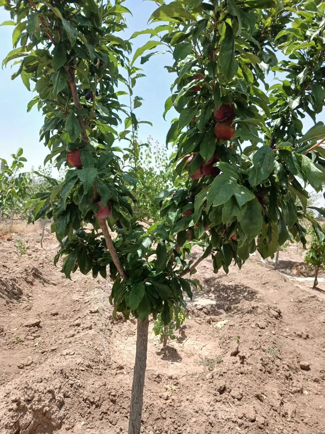 باغ  سند دار کورانه