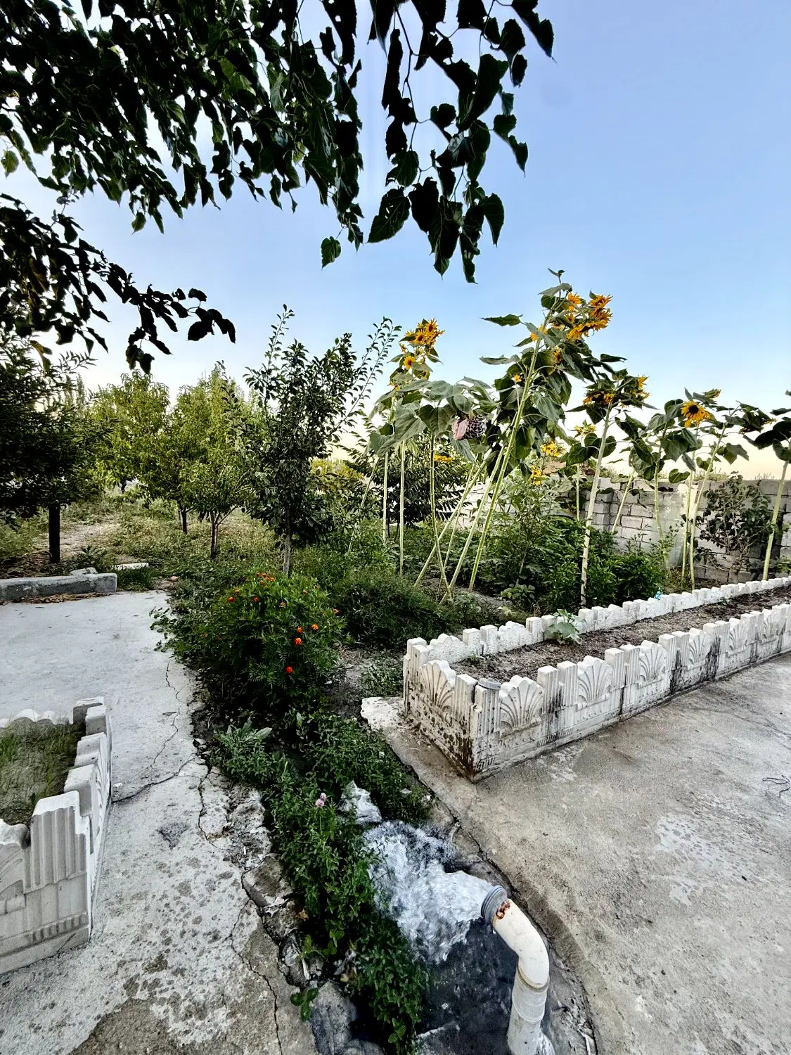 یک قطعه باغ ۸۰۰ متری