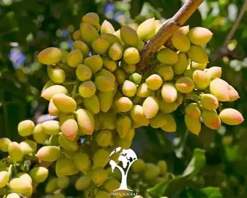 زمین پسته ای