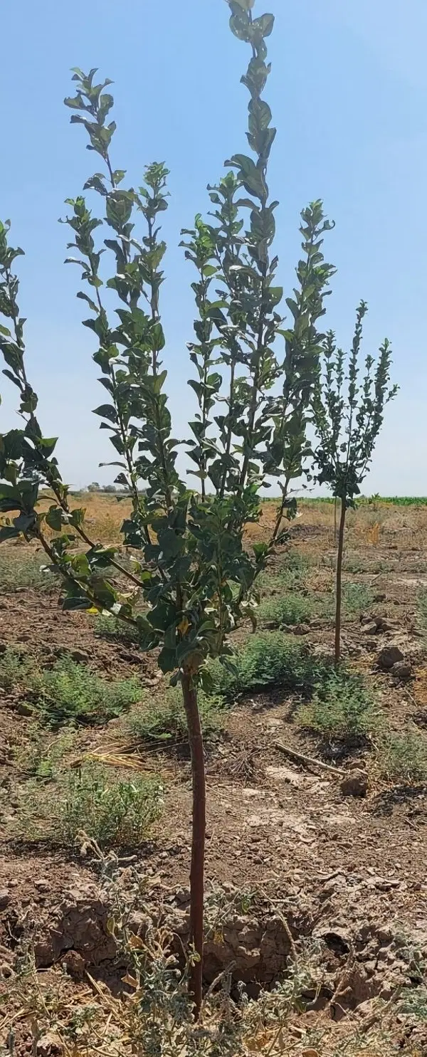 زمین درختکاری شده