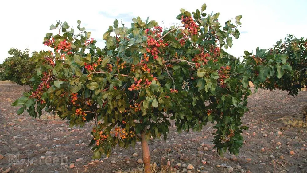 باغ پسته