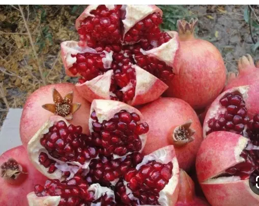 باغ در سد قلی