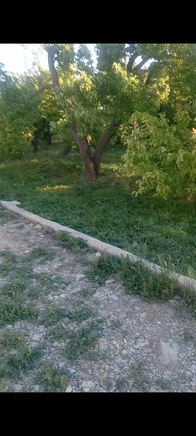 باغچه ۳۰۰ متر چهار دیواری با درختان چند ساله