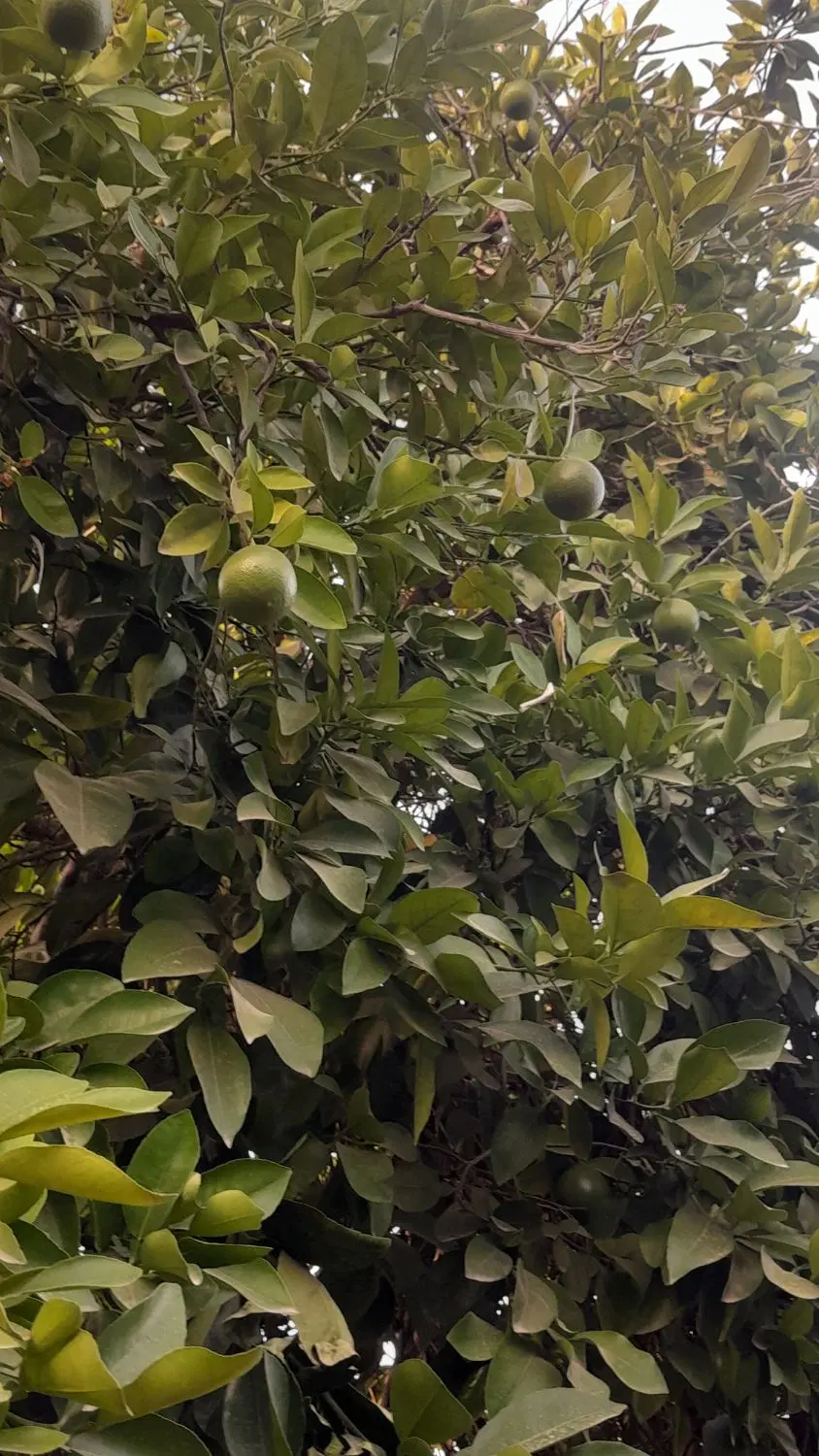 باغ ۵۰۰ متری