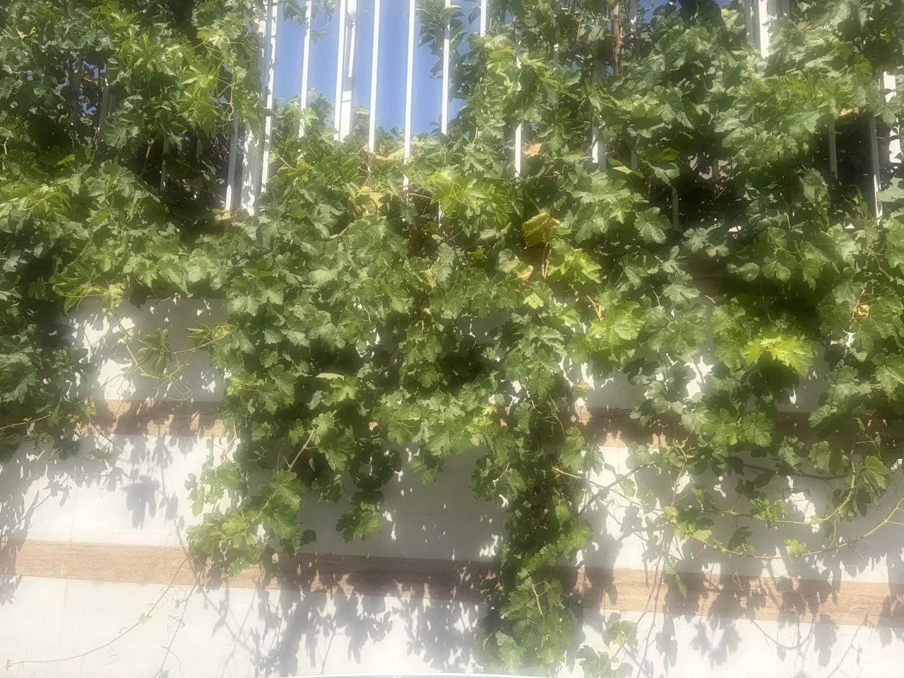 ویلایی نقلی