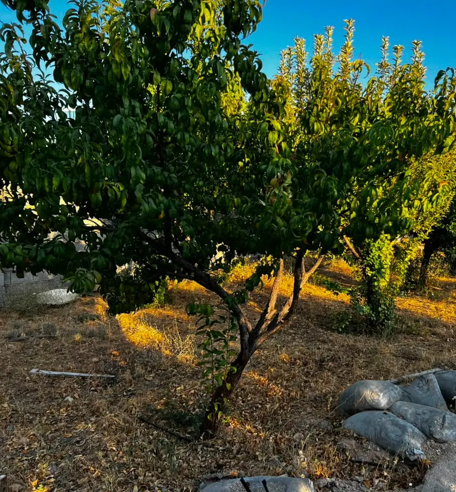 باغشهر گلستانه دالین