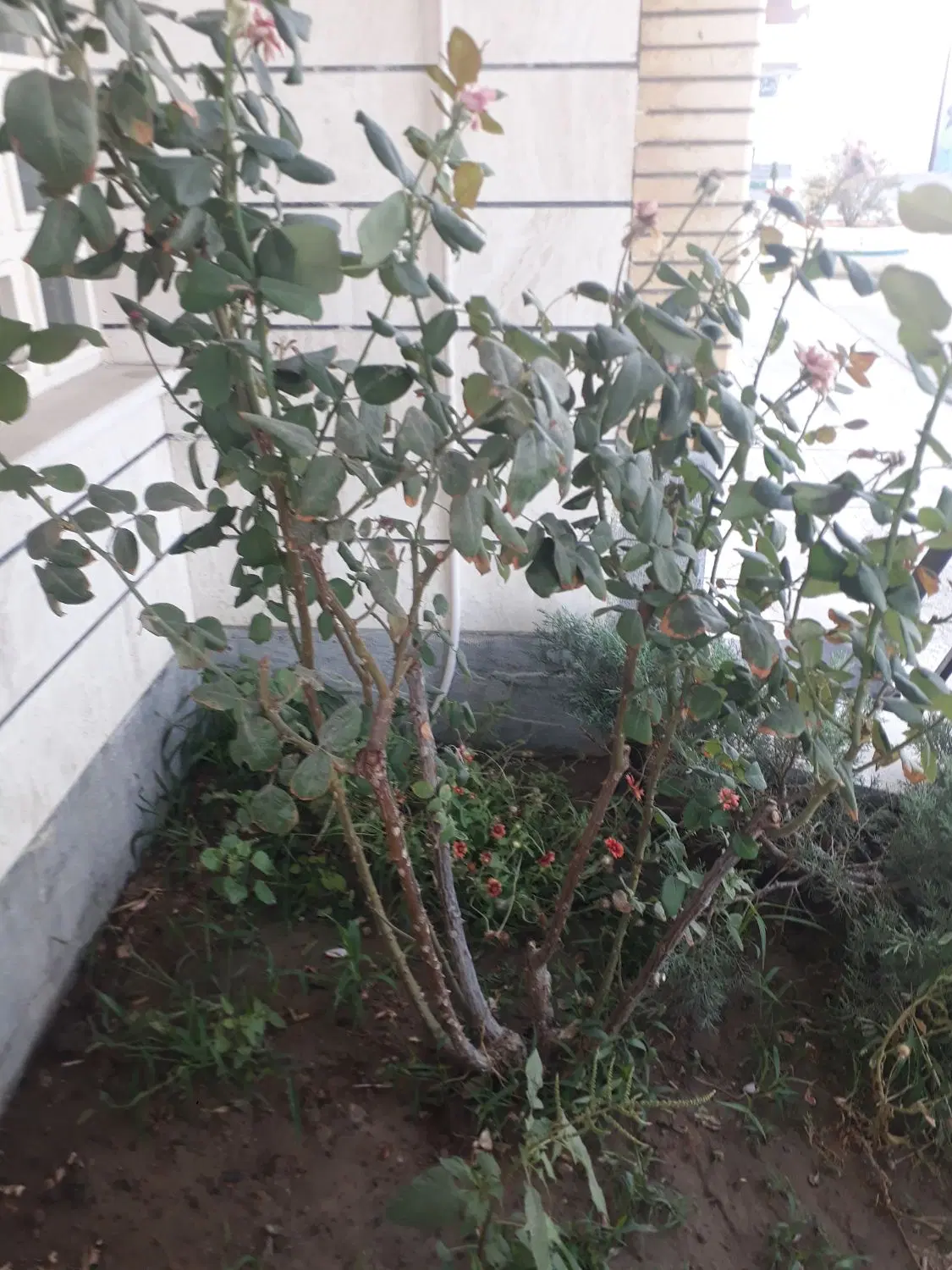 اجاره خانه آپارتمانی