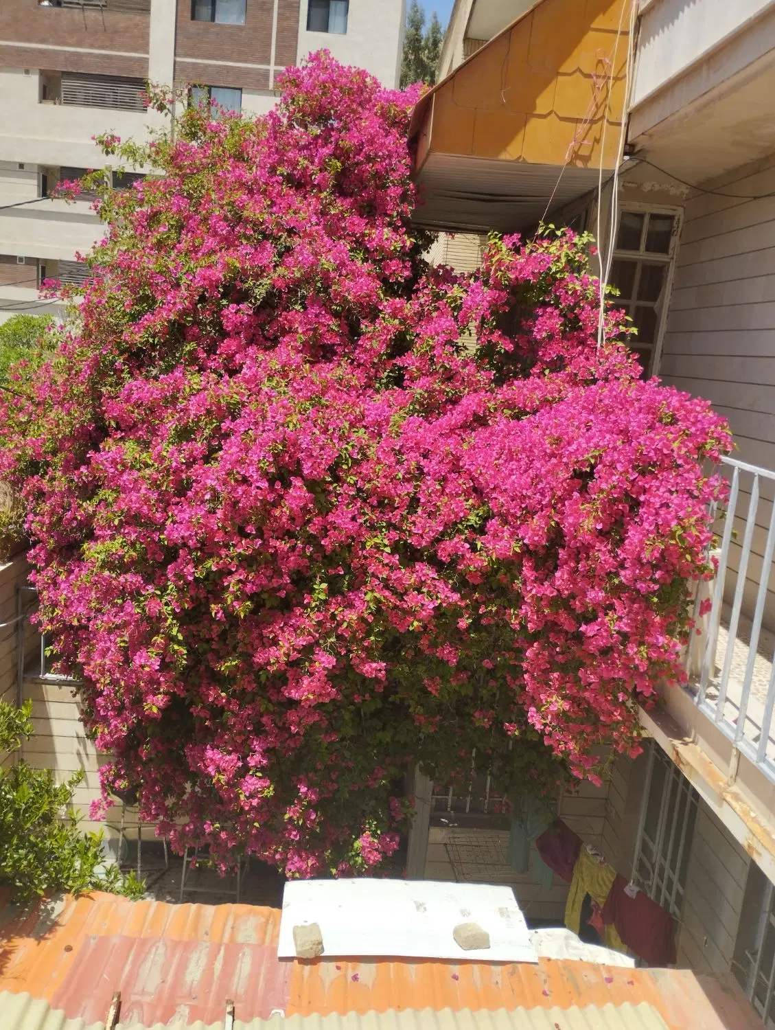 رهن و اجاره با وسایل جمهوری