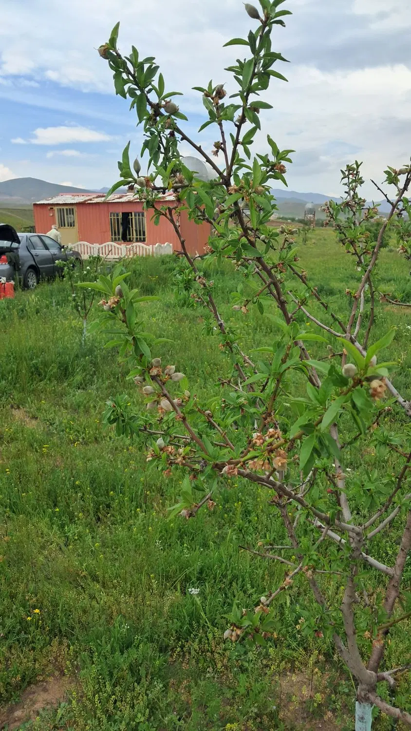باغ ۱۲۰۰ متری در آشنستان