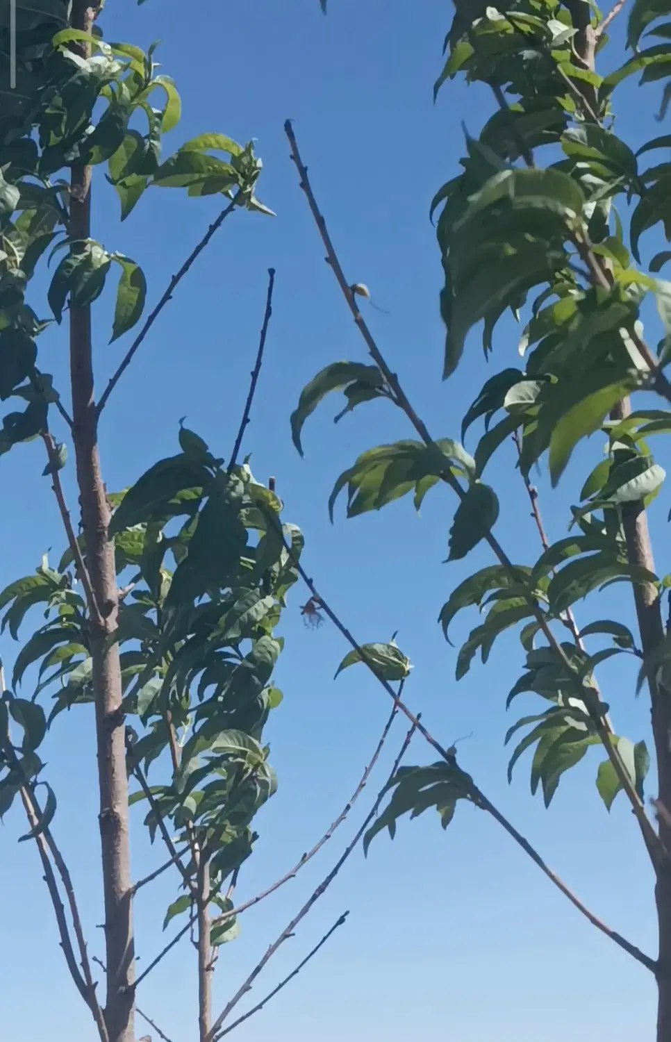 فروش باغ با سهم آب