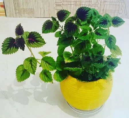 شراکت جهت گل طبیعی و نهال و.. مغازه از شماکار ازما