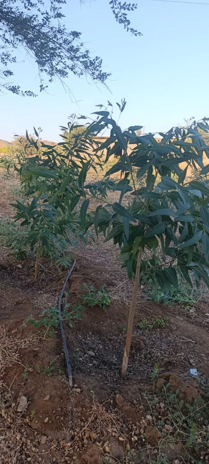 زمین کشاورزی با سند تک برگ