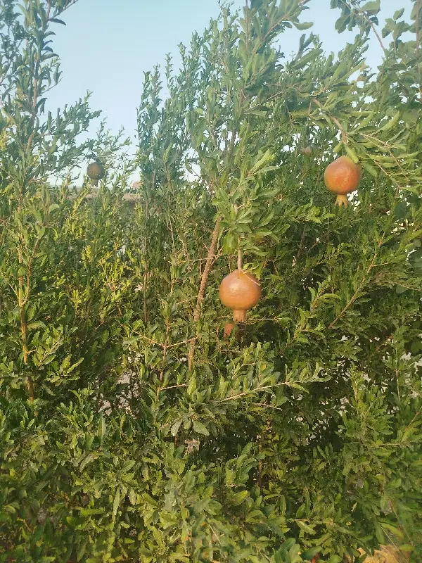 زمین اجاره