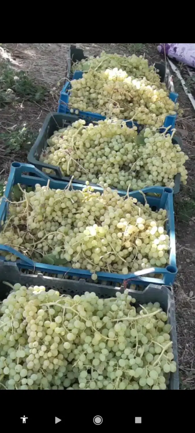 باغ ۴۵۰متری در اهر ارزانتر از همه جا