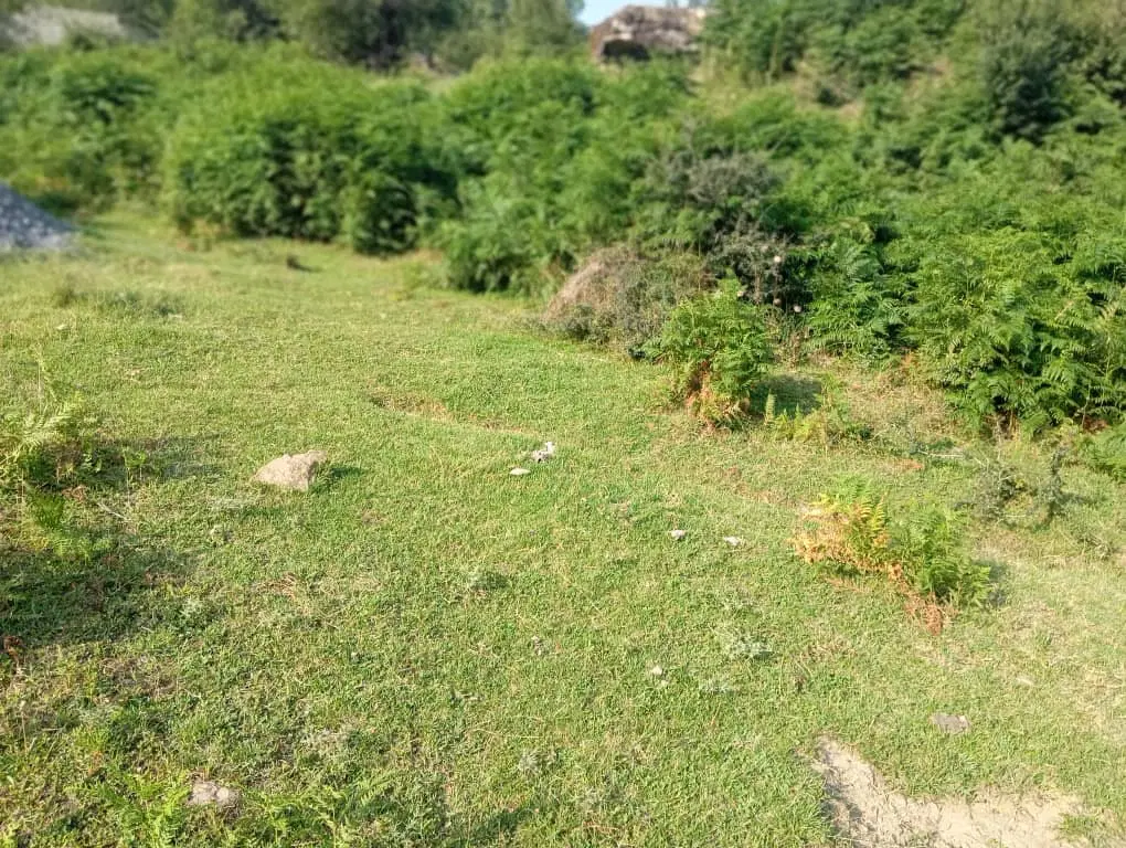 زمین