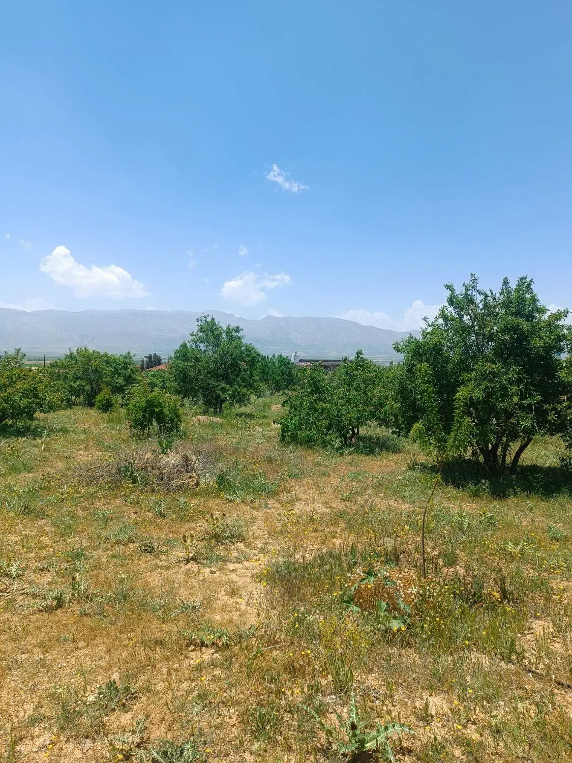 باغ سیاخ دارنگون فاز1