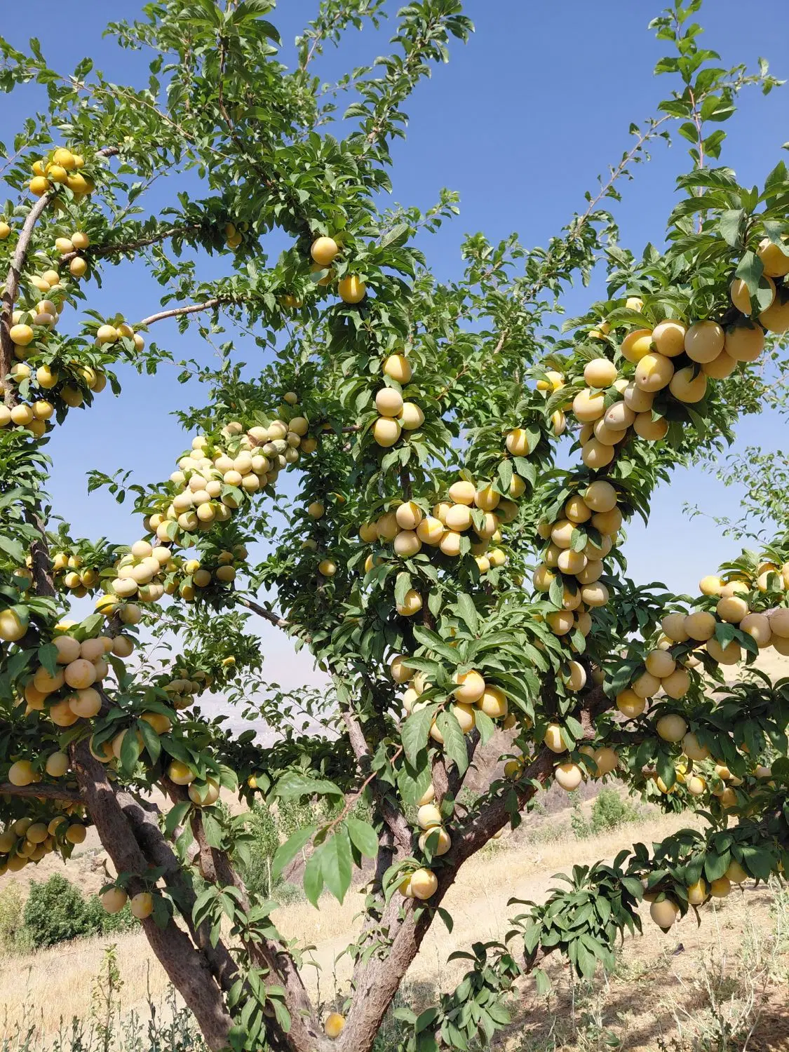باغ