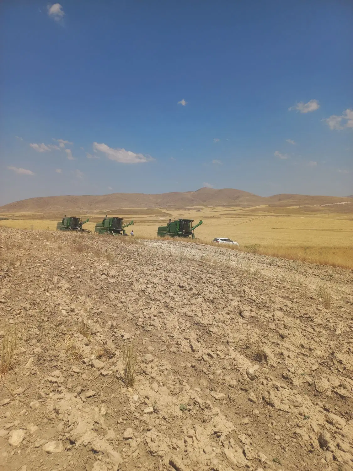 زمین اجاره دیم برای کاشت گندم جو یا نخود