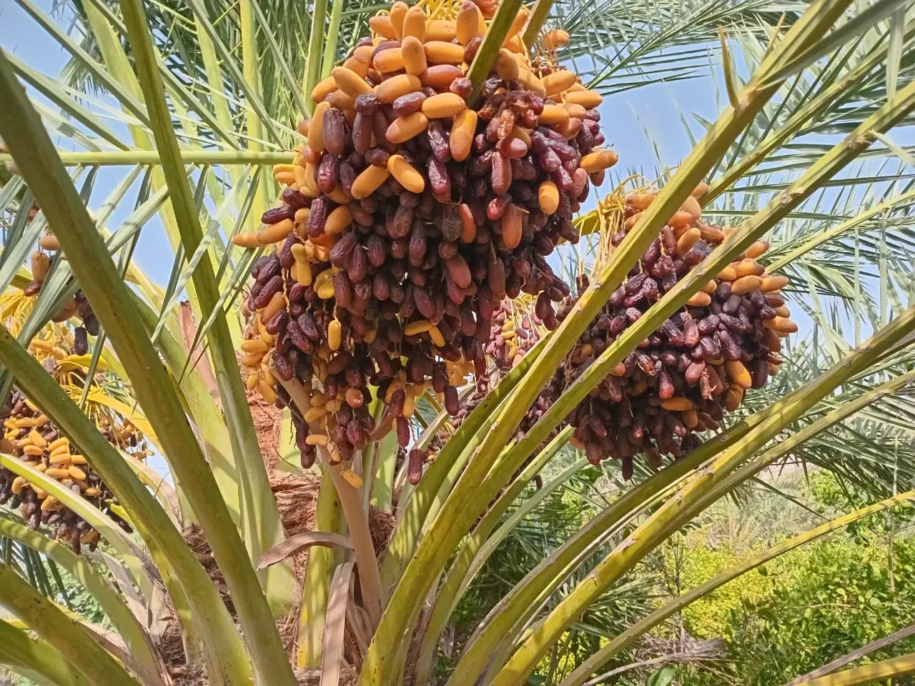 باغ در روستای پور احمدی