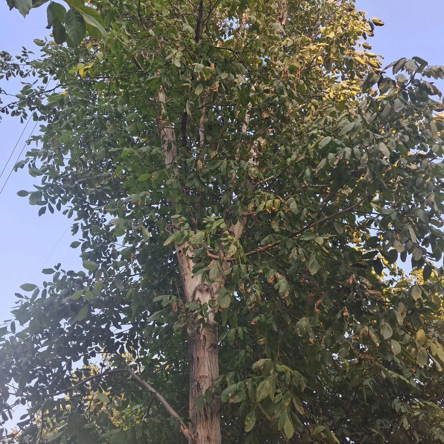 زمین ویلایی