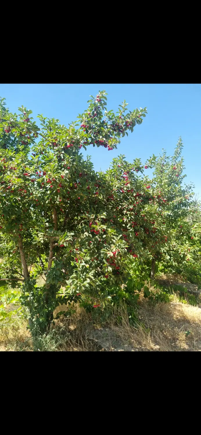 فروش باغ سند دار