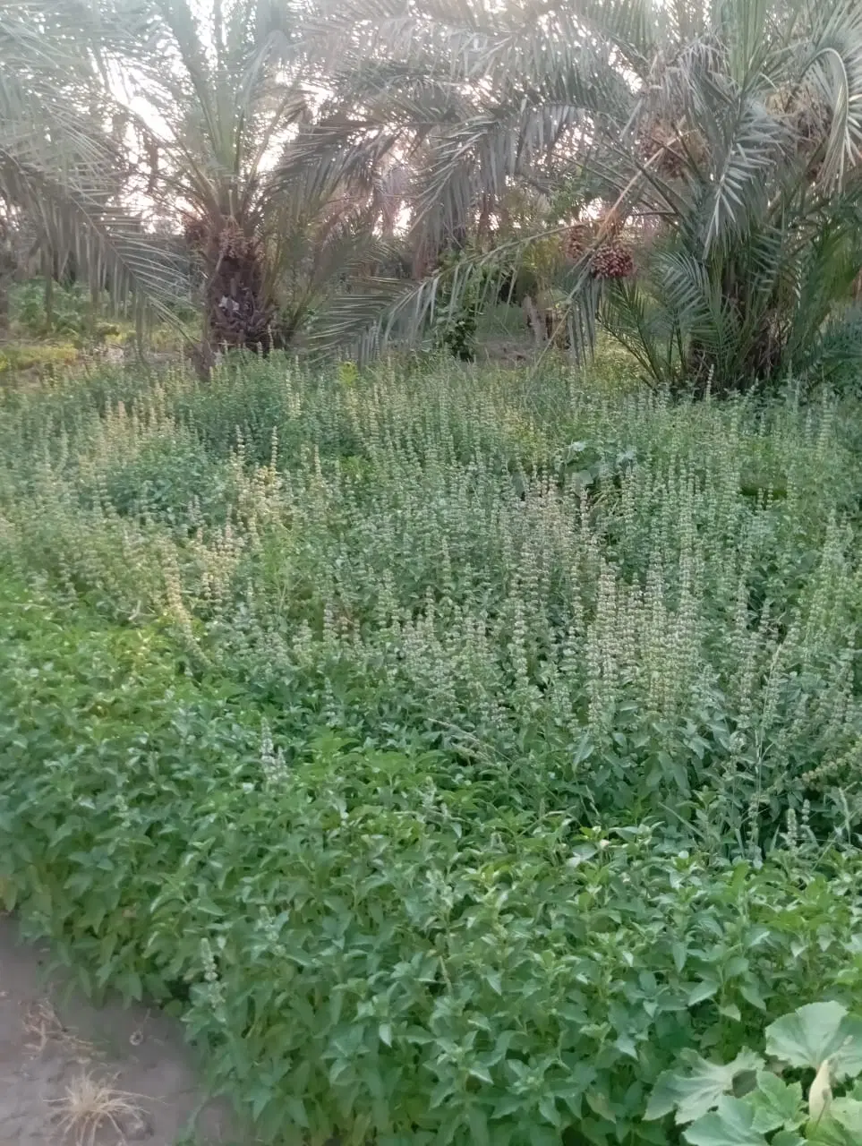 سلام یه زمین محرزی 3000متر
