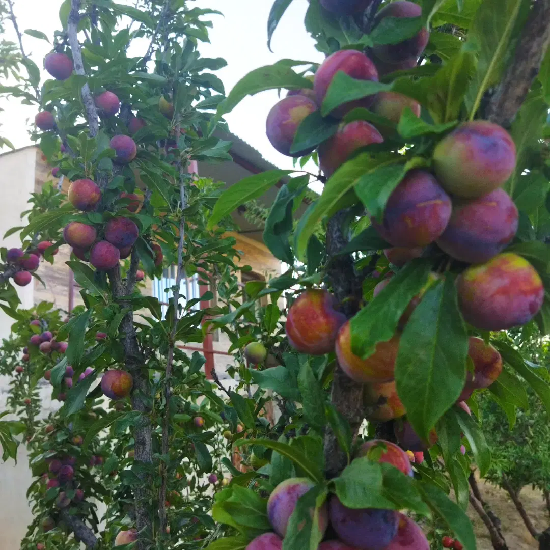 باغ شهر لبه اتوبان نزدیک شهر
