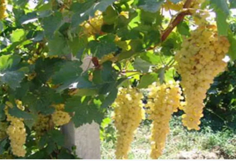 فروش باغ 758متری شبستر