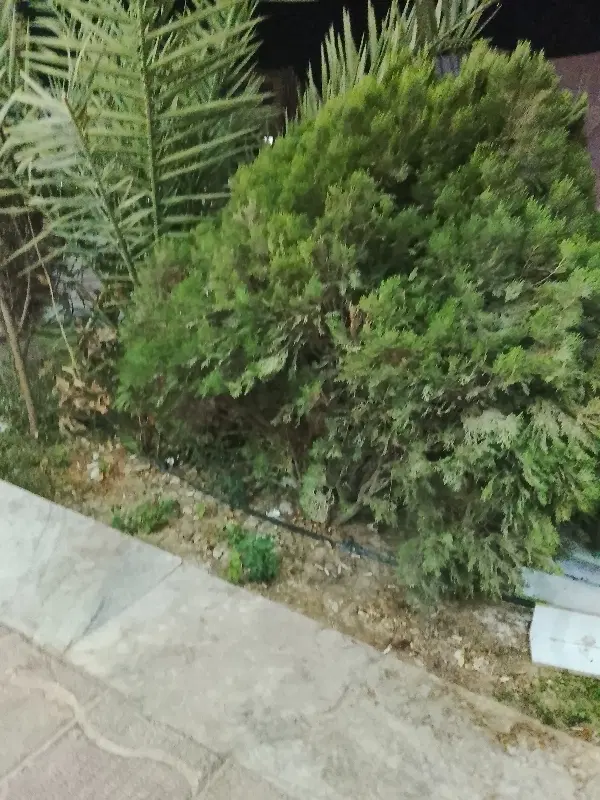 زمین مزروعی فاز یک میلشبار