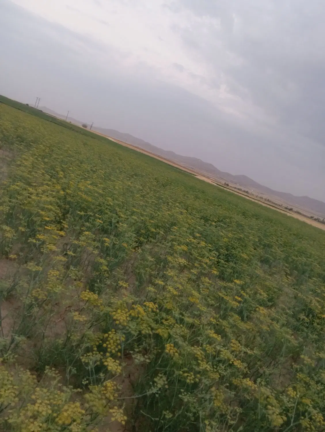 زمین برای نگهداری زنبورعسل
