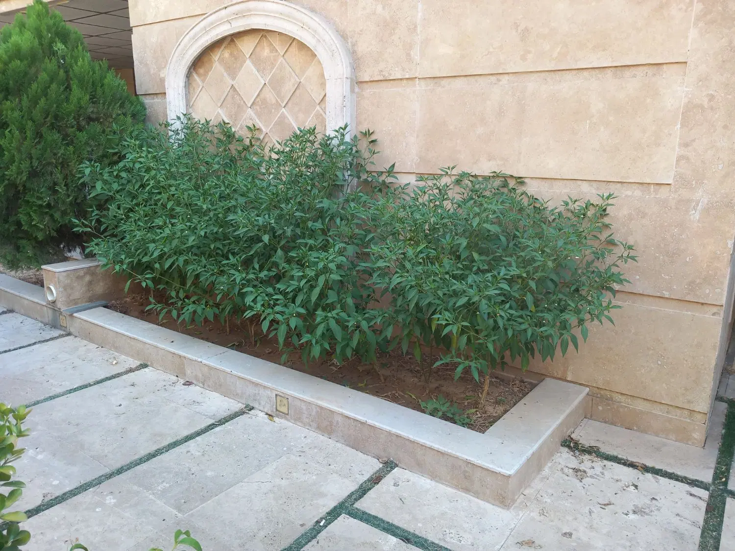 زمین. درب از حیاط ۱۰۳ متری کیان آباد طرح هادی