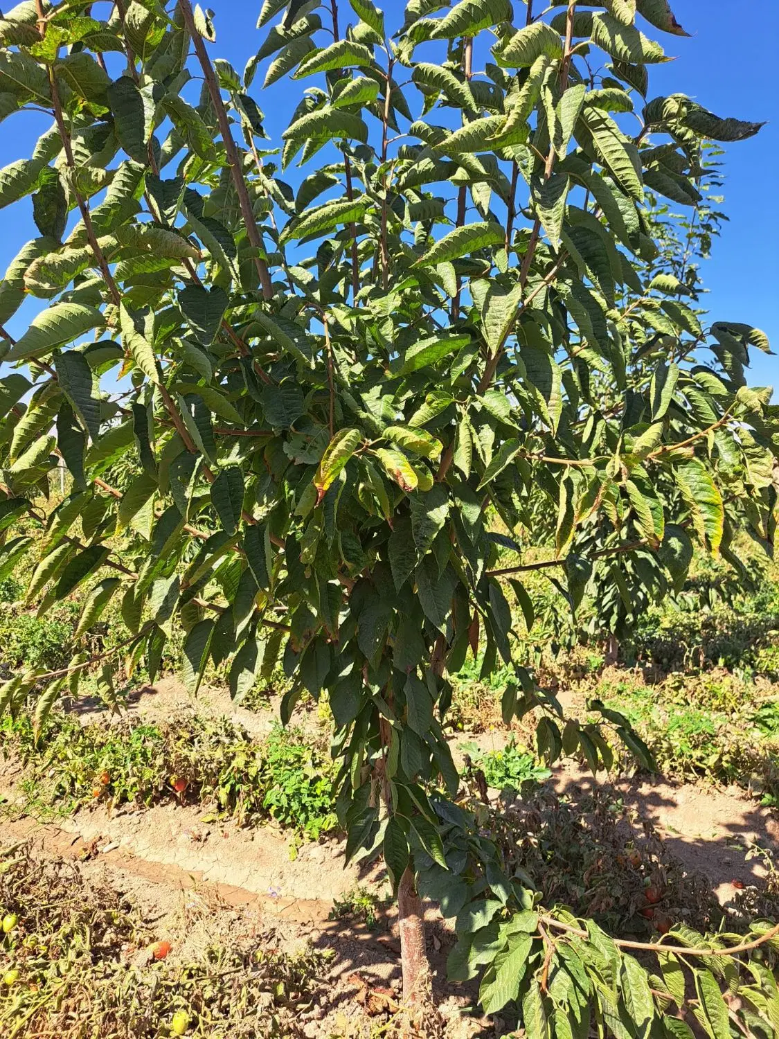 فروش ۲۰۰۰ باغ گیلاس حاشیه جاده اصلی روستای مهنان