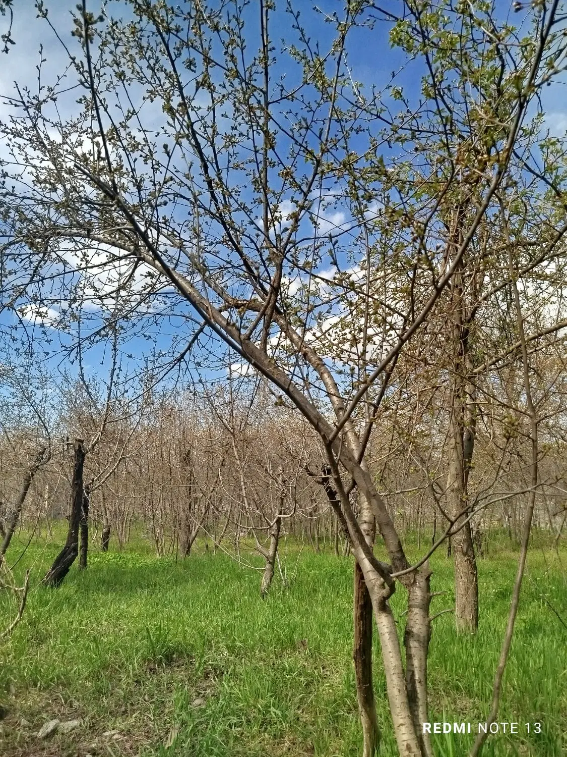باغچه گلمکان