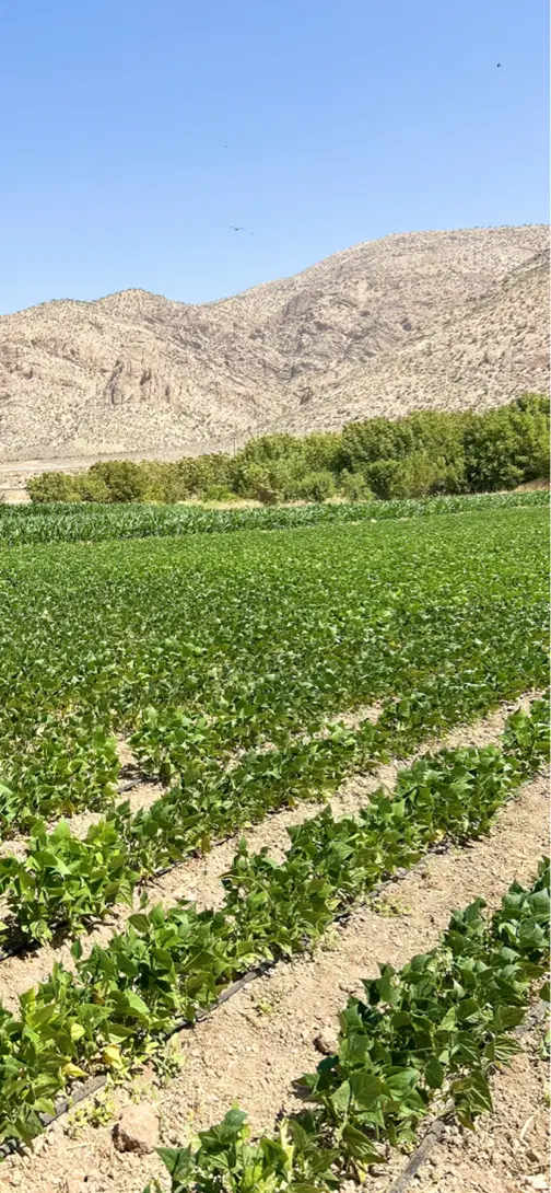 اجاره زمین کشاورزی ۱۰ هکتاری در قوام‌آباد