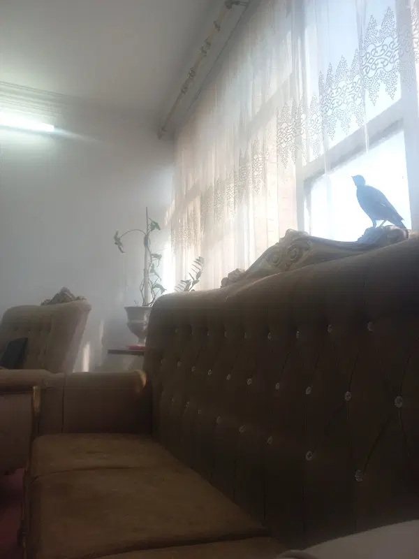 همخونه