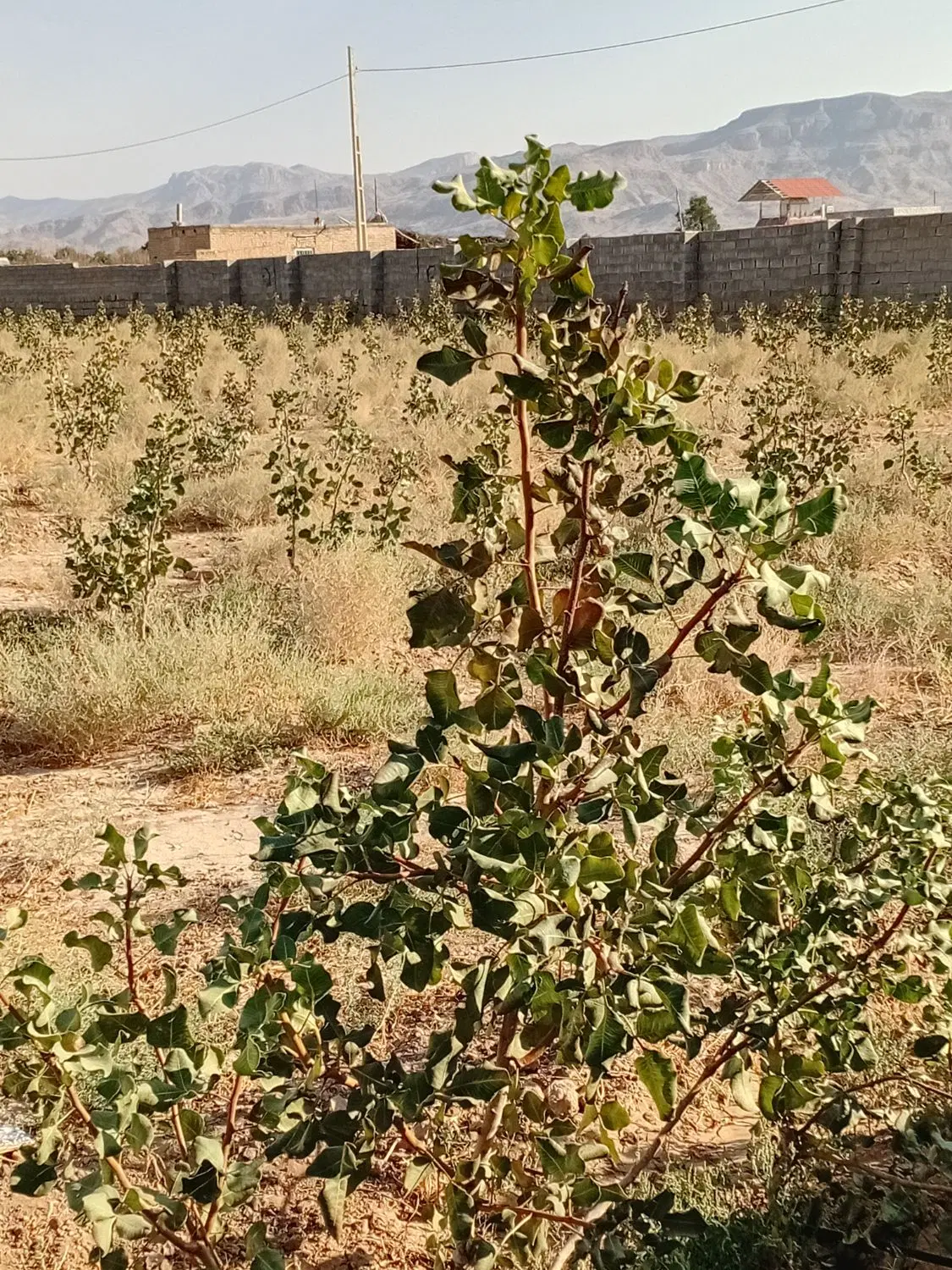 فروش زمین باغ شهری.پسته 4ساله