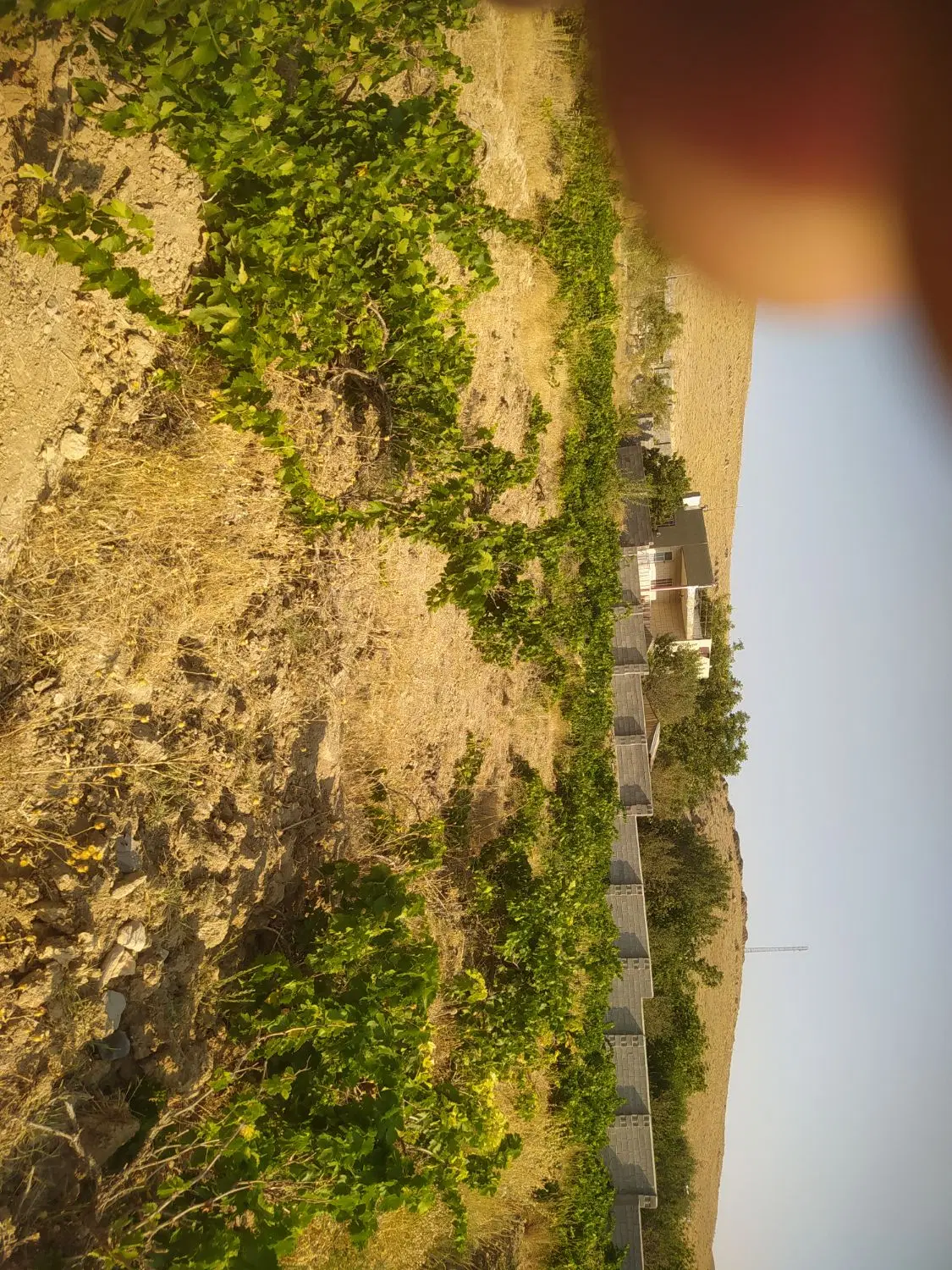 یک قطعه باغ