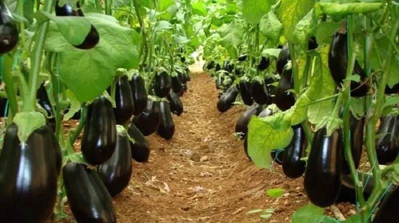 اجاره گلخانه و زمین کشاورزی بندسراجی