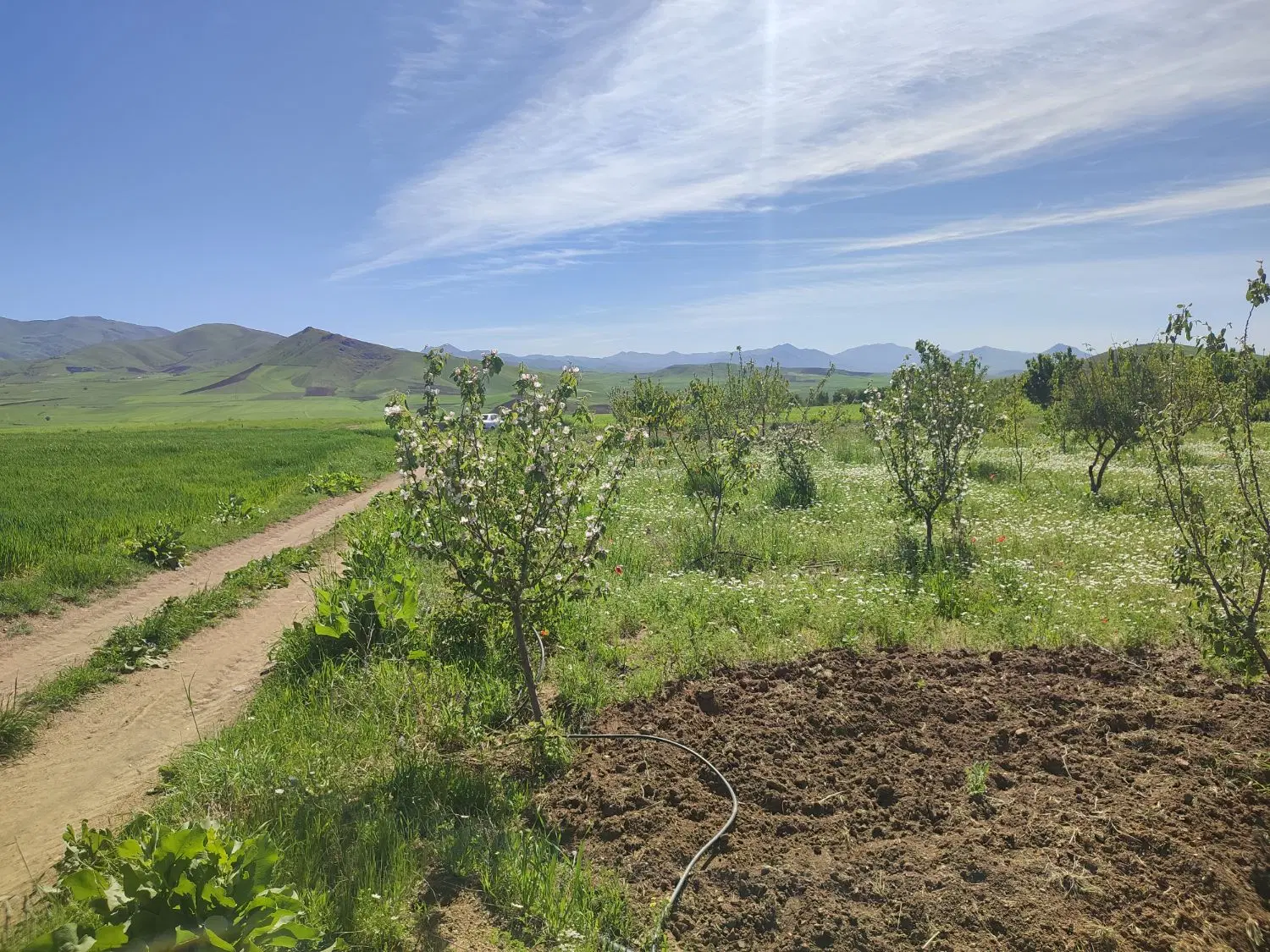 باغ روستای تیانه