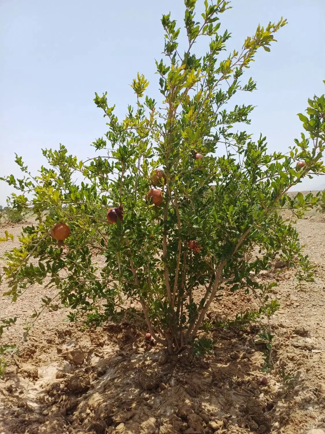 باغ سید قلی