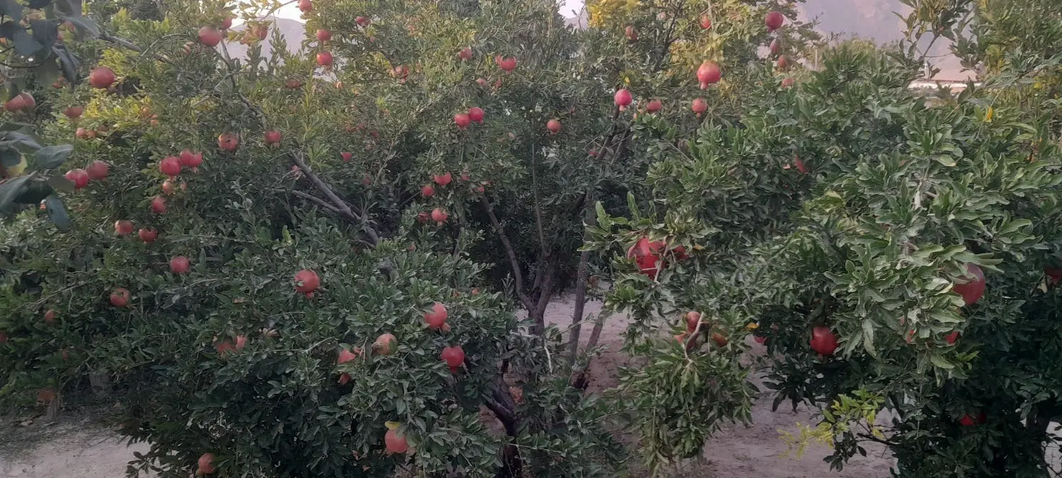 باغ ویلایی