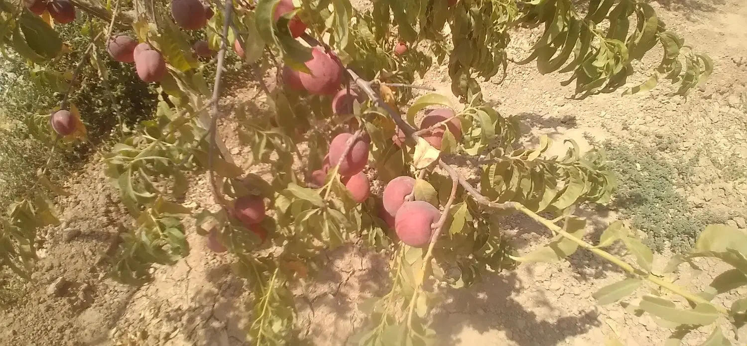 فروش زمین باغی گاوخانه