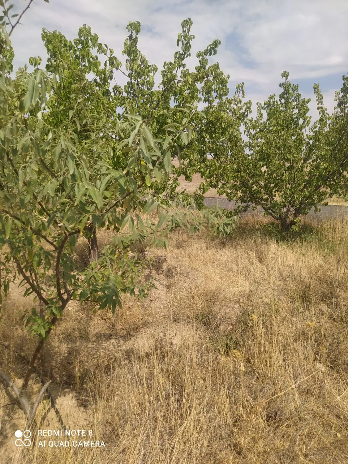 باغ