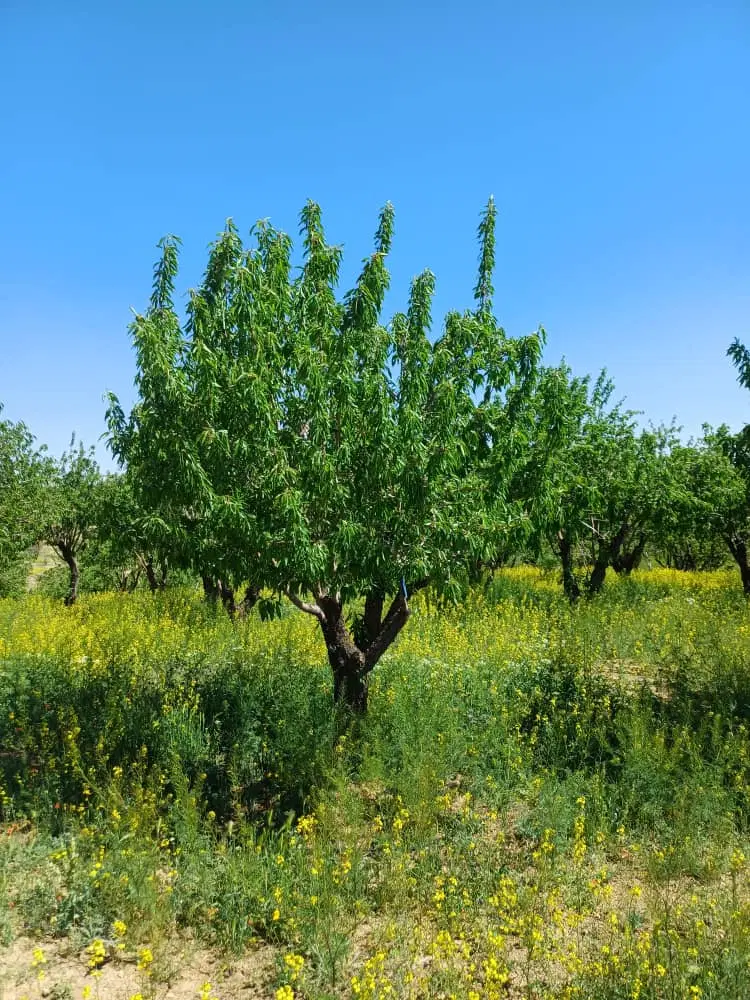زمین کشاورزی باقیمت مناسب