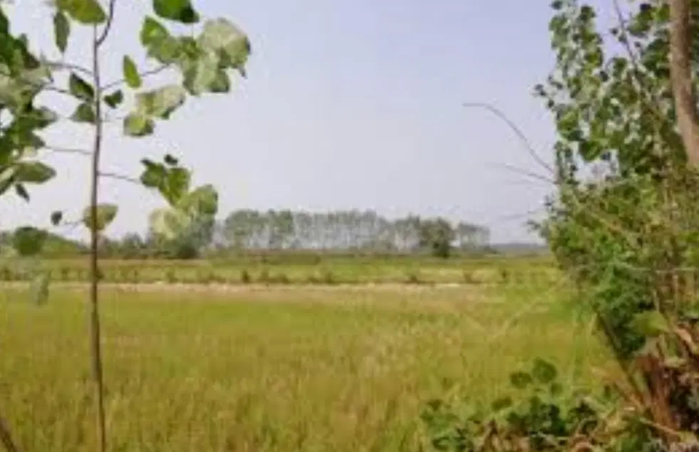 زمین به ابعاد۸۰۰متر