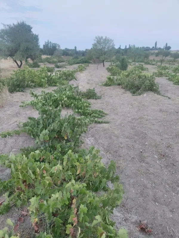 باغ انگور