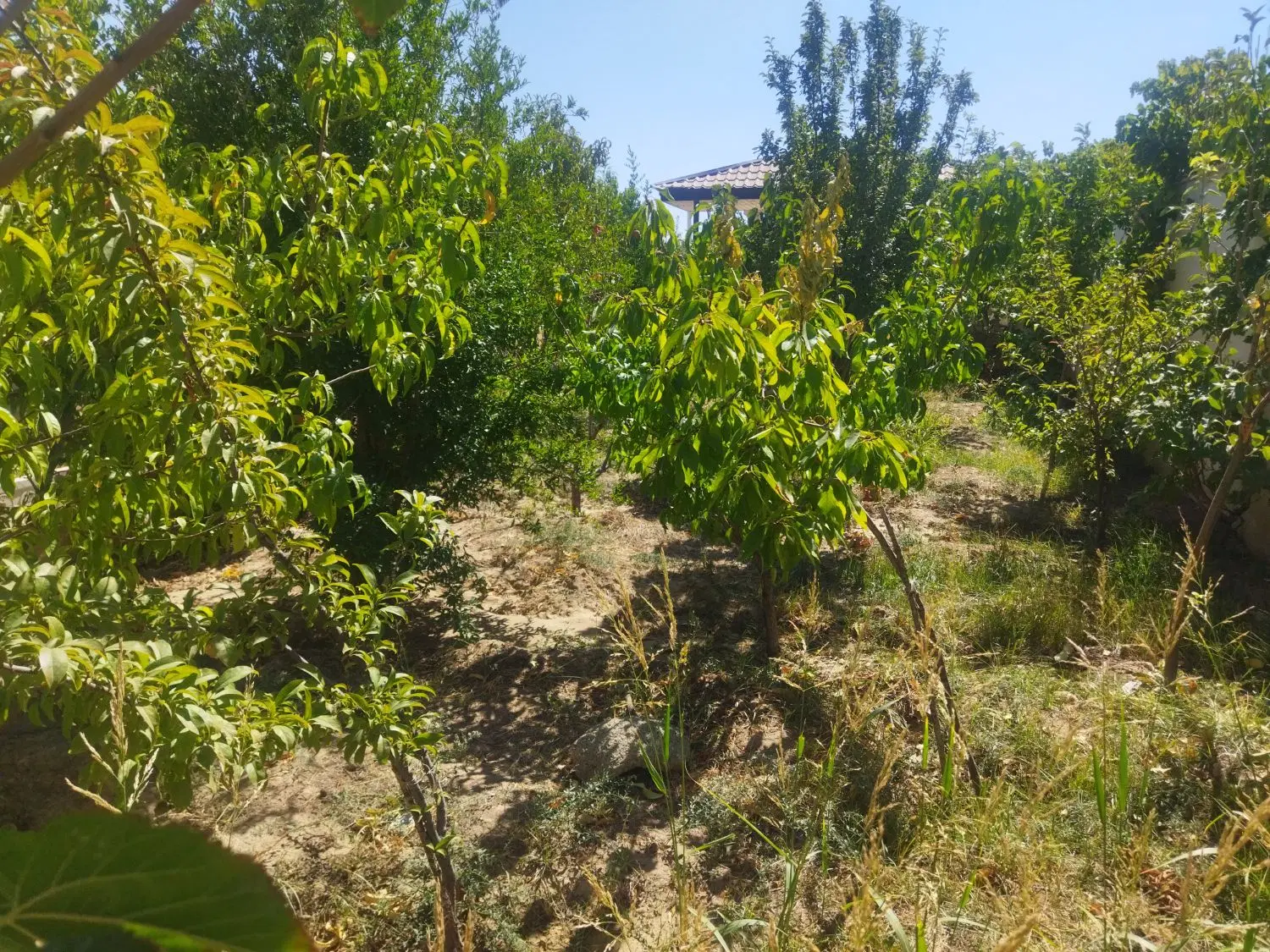 ۵۰۰متر باغ ویلا جنگلی سنددار زعفرانیه کردان سهیلیه